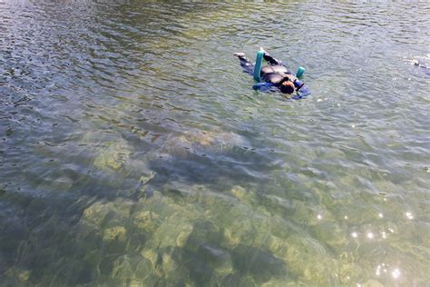 A Bucket List Experience Snorkeling with the Manatees in Homosassa, Florida! Summer Getaway ...