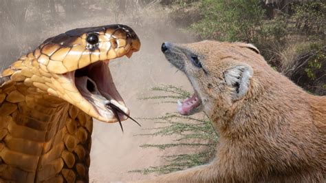 Why Mongoose is Immune to Snake Venom | Mongoose Vs King Cobra Fight ...