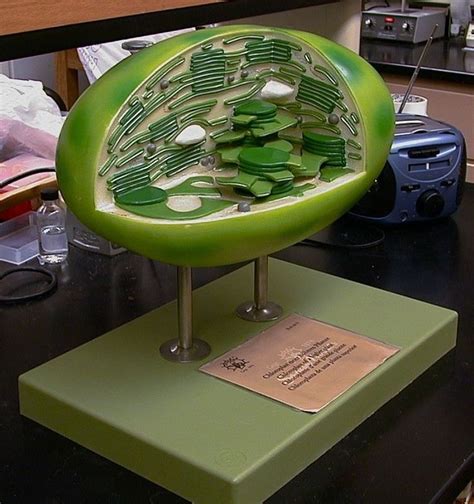 Higher Plant Chloroplast Model 60,000X | Trollolol/Tanner's stuff ...