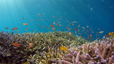 Coral reefs are dying. Why? | Meer