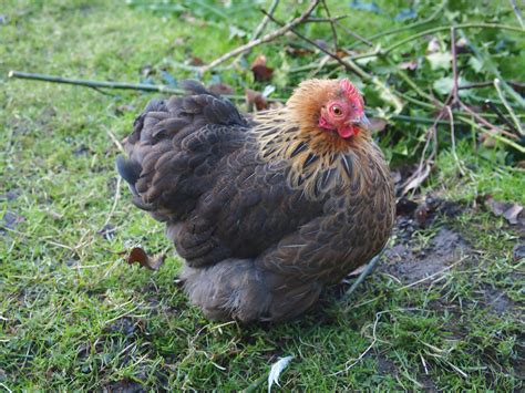 Pekin Bantam For Sale | Chickens | Breed Information | Omlet