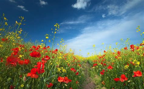 desktop wallpaper of nature (1920x1200) | Poppies, Free flower ...