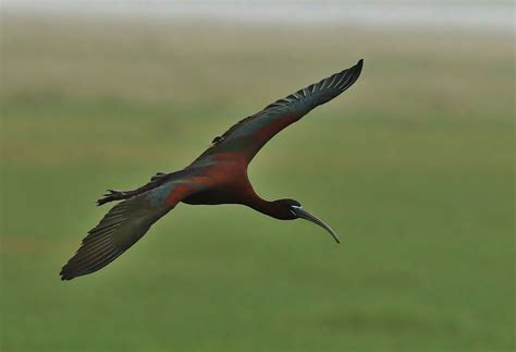 LO4A5534 Glossy Ibis (Explore 6/25/15) | Bird photo, Ibis, Bird pictures