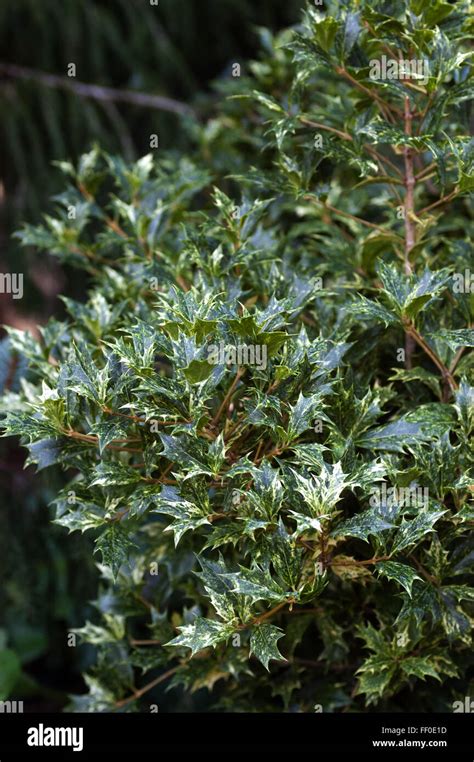 Osmanthus heterophyllus 'Goshiki', variegated , false holly Stock Photo ...