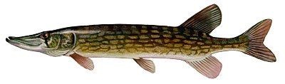 Chain Pickerel - Bass Fishing Florida