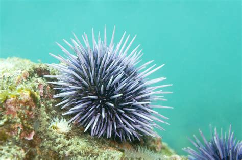 Sea Urchin Spines Could Fix Bones - Research & Development World