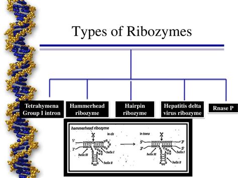 PPT - ANTISENSE AND RIBOZYME TECHNOLOGY PowerPoint Presentation, free ...