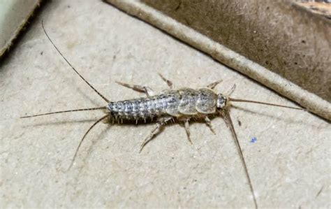 Silverfish | Learn About Silverfish In Oregon