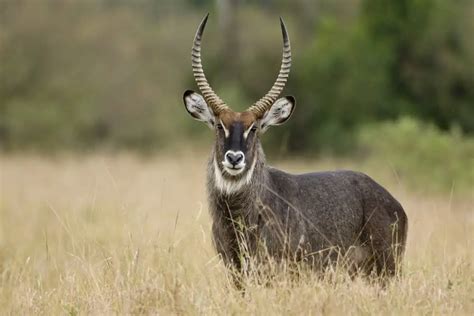 Waterbuck - Worldwide Nature