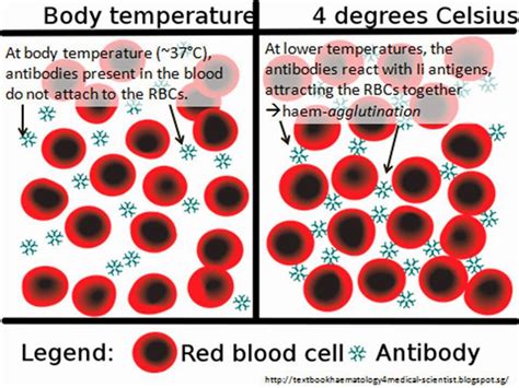 Haematology in a NutShell: Cold-Agglutination