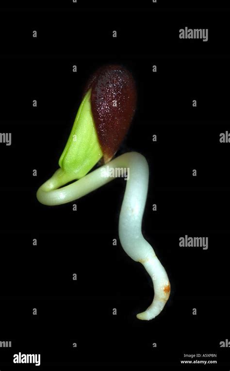 Seed Germinating Stock Photos & Seed Germinating Stock Images - Alamy