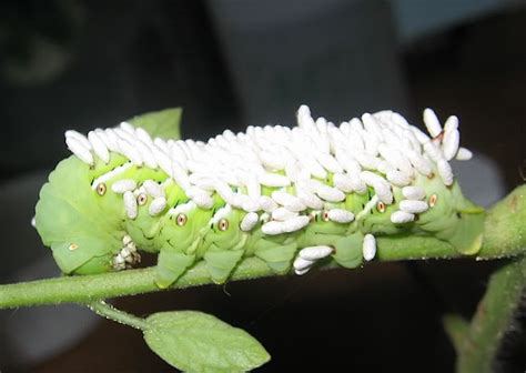 Tomato Hornworm w/ wasp parasites | Tomato hornworm, Hornworm, Wasp