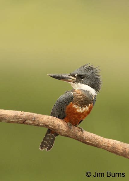 Costa Rica Ringed Kingfisher