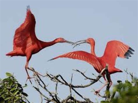 Santragachi Jheel, howrah, India - Top Attractions, Things to Do & Activities in Santragachi Jheel