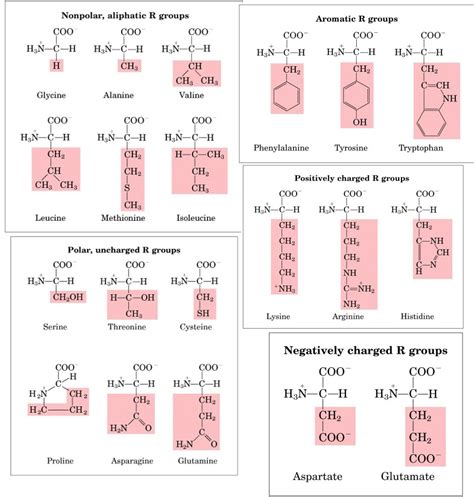 Amino Acids: Chemistry, Biochemistry & Nutrition | Biochemistry, Biochemistry notes, Study chemistry