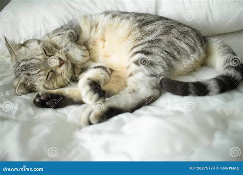 Cat sleeping on the bed stock image. Image of lying - 126275779