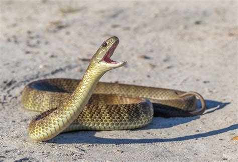 Boy Bitten by Tiger Snake Hospitalized for 3 Days, Given Antivenom ...