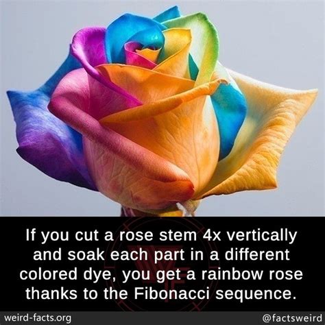 Fibonacci Rose Petals