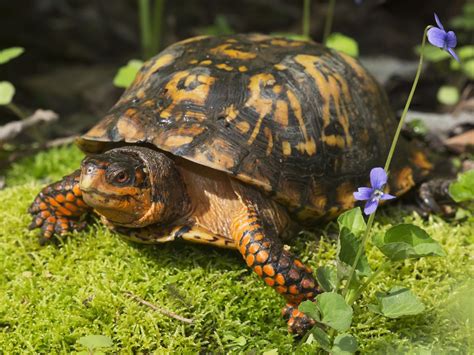 Eastern Box Turtle Terrarium - Euaquielela