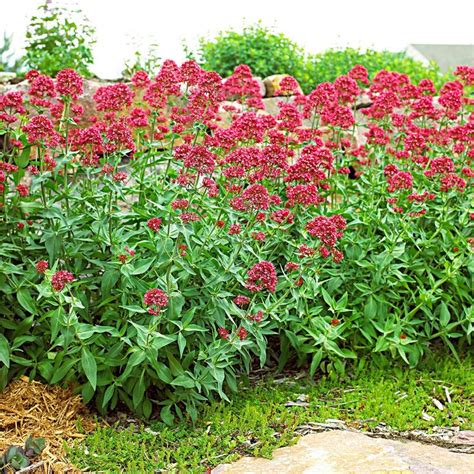 Perennial Border Flowers That Bloom All Summer : Vibrant Perennial ...