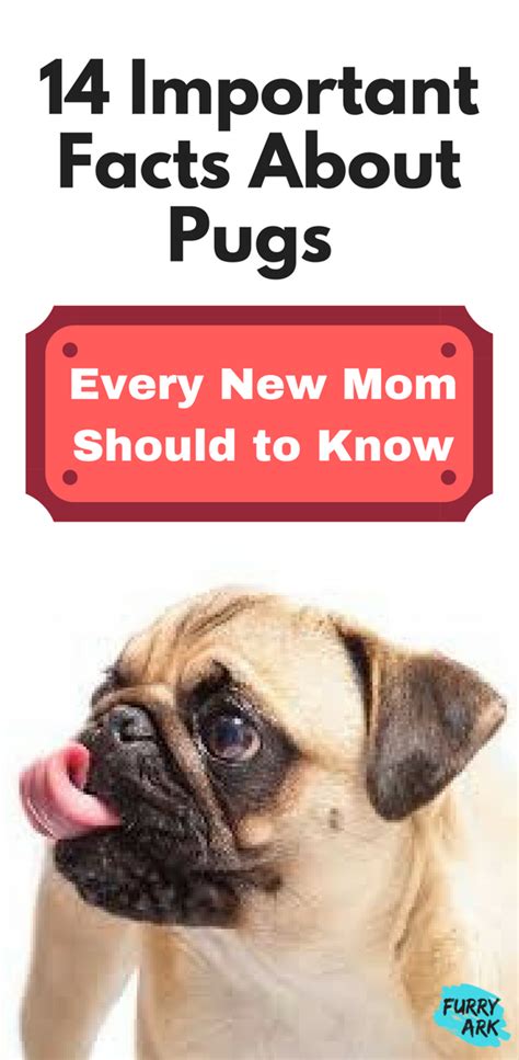 14 Important Facts About Pugs Every New Mom Should to Know | Pug facts ...