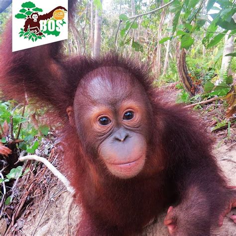 BOS Foundation on Instagram: “George, the beautiful baby orangutan rescued by the # ...