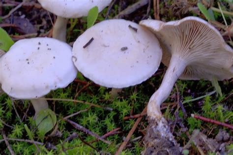 Setas Extremadura : Clitocybe Dealbata