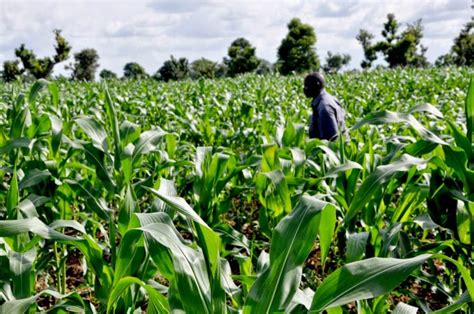 As Nigeria assures no GMO corn imported, environment minister embraces biotech - Genetic ...