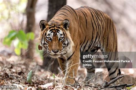 129 Tiger Attacking Prey Stock Photos, High-Res Pictures, and Images ...