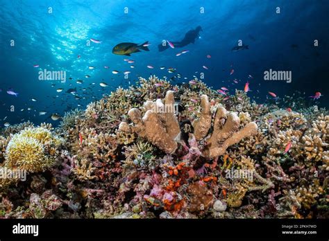 coral reef, Tubbataha Reef, Tubbataha Natural Park, Tubbataha Reefs Natural Park, Tubbataha ...