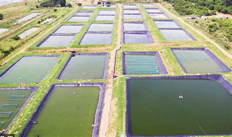 How to Start a Tilapia Fish Farm-Farm Tilapia Guides