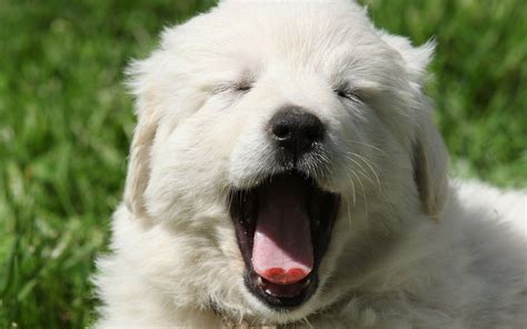 Want a Great Pyrenees Puppy? Here's What You Need to Know. | Great ...