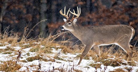 A Guide to Hunting Whitetail Deer | MeatEater Wired To Hunt