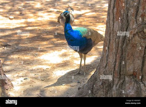 Cute Baby Peacock