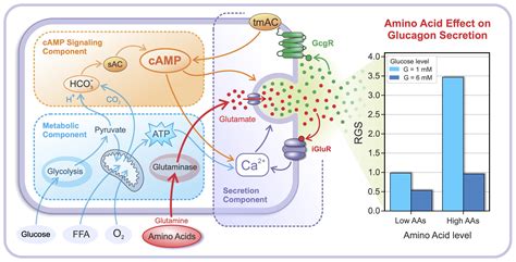 Metabolites | Free Full-Text | Modeling the Amino Acid Effect on Glucagon Secretion from ...