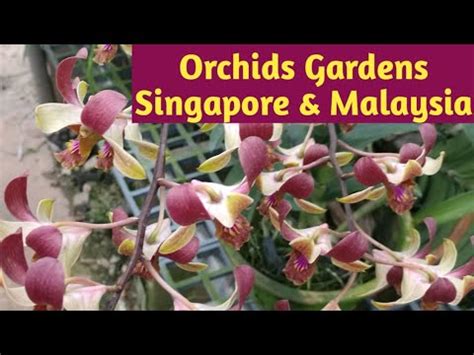 2017 Orchids Gardens Visit in Singapore and Malaysia, Orchid Garden ...