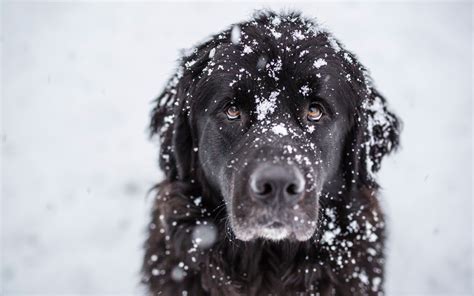 Newfoundland in snow | Black dog, Dogs, Poodle dog