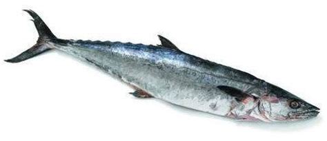 Whole Surmai Fish, for Hotel, Restaurant, Style : Fresh, Fresh at Rs 850 / Kilogram in Mumbai