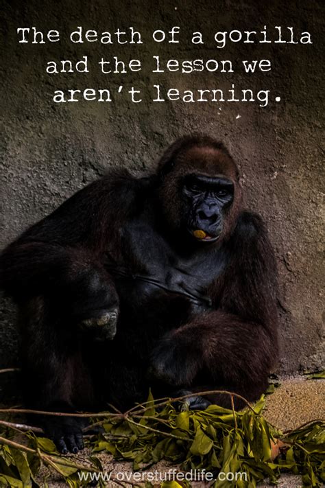 The Death of a Gorilla and the Lesson We Aren't Learning - Overstuffed