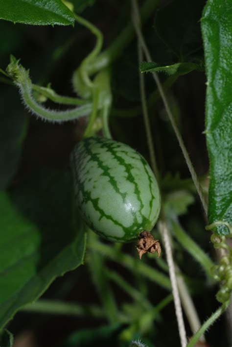 Top 10 Tips on How to Grow Cucamelons (Step by Step) | Cucamelon, Growing fruit, Growing cucumbers