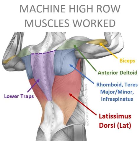 Machine High Row Compared to Lat Pulldown & Low Row