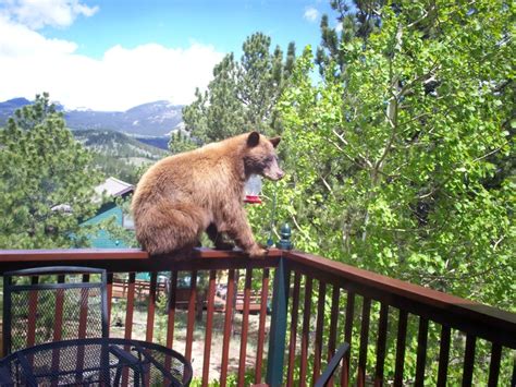 Bear on our deck Allenspark CO | Estes Park/Allenspark Colorado ...