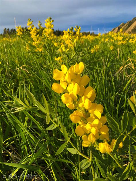 Golden Banner Flower - Thermopsis rhombifolia - Photo 06 - Scenic Colorado Pictures | Colorado ...