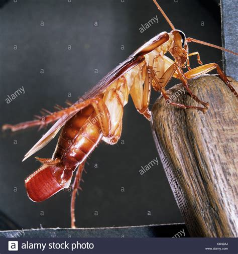 Cockroach Eggs High Resolution Stock Photography and Images - Alamy