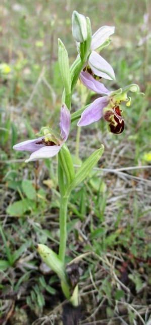 Bee Orchid - Tree Guide UK Bee Orchid pollination