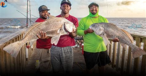 20 Essential Black Drum Fishing Tips | Fishing Overload