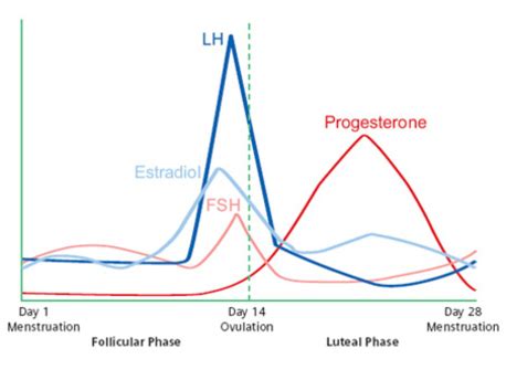 What do my hormones do throughout my cycle? | Point Specifics