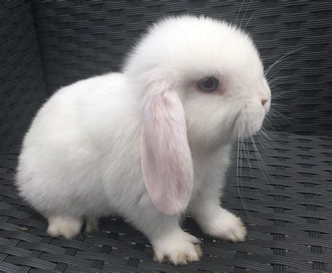 Blue eyed white mini lop male very friendly ready now | in Derby, Derbyshire | Gumtree