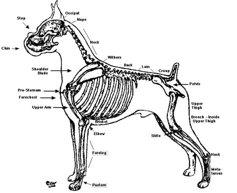 Boxer anatomy Boxer Bulldog, Boxer Puppy, Boxer And Baby, Boxer Love, I Love Dogs, Puppy Love ...