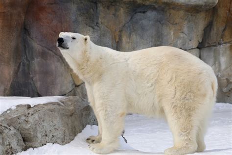 Pair of polar bears from Assiniboine Park Zoo to be transferred to ...